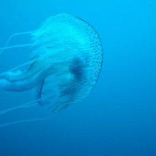 DSC00756