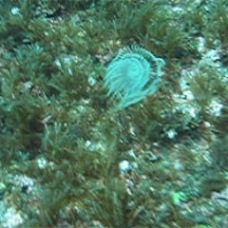 Malta2008 138